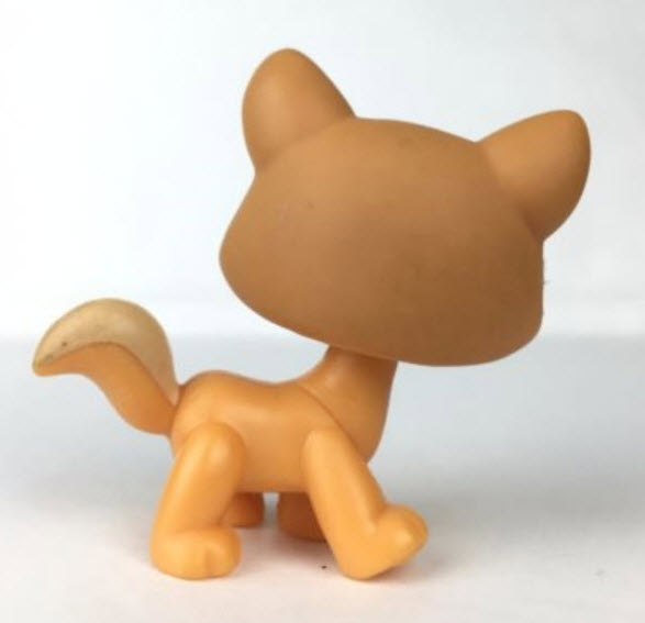 แมว Maine Coon สีน้ำตาล ตาสีฟ้า (Europe) #1100