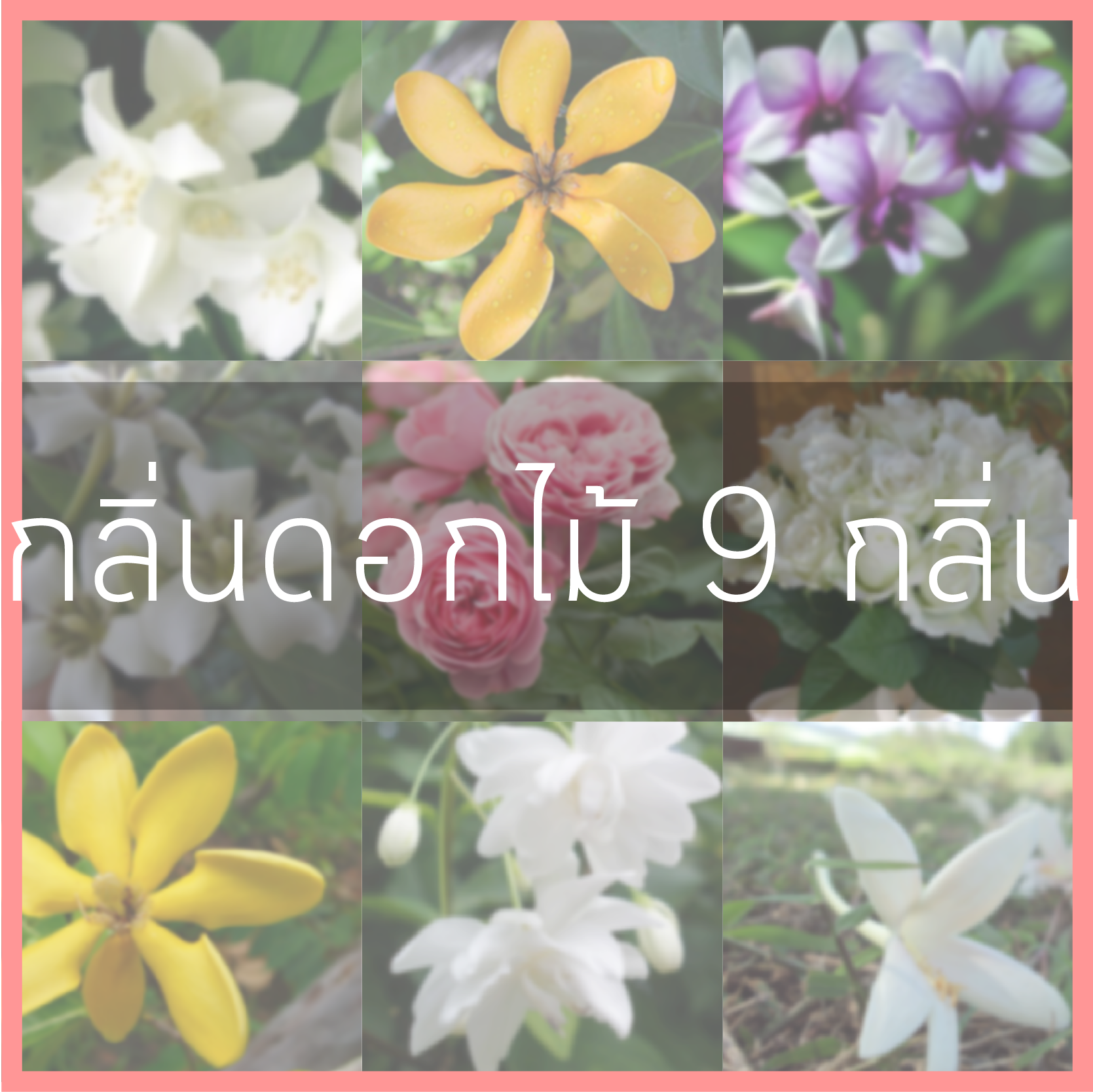# น้ำหอมกลิ่นดอกไม้ 9 กลิ่น