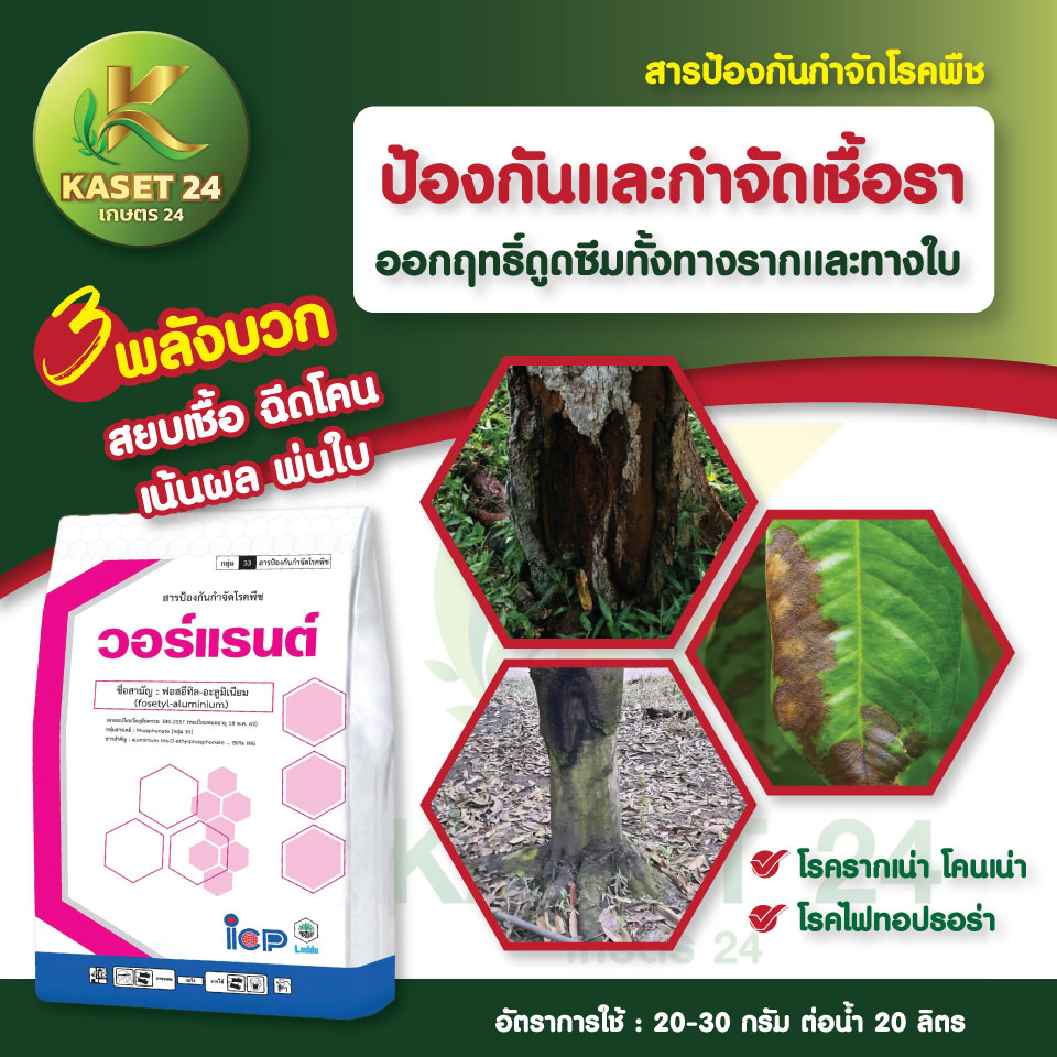 ยากำจัดเชื้อรา วอร์แรนต์ กำจัดโรครากเน่า โคนเน่า โรคไฟทอปธอร่า สยบเชื้อ ฉีดโคน เน้นผล พ่นใบ 3 พลังบวก (ขนาด 1 กิโลกรัม) ส่งฟรีเก็บเงินปลายทาง (ไม่บวกเพิ่ม)