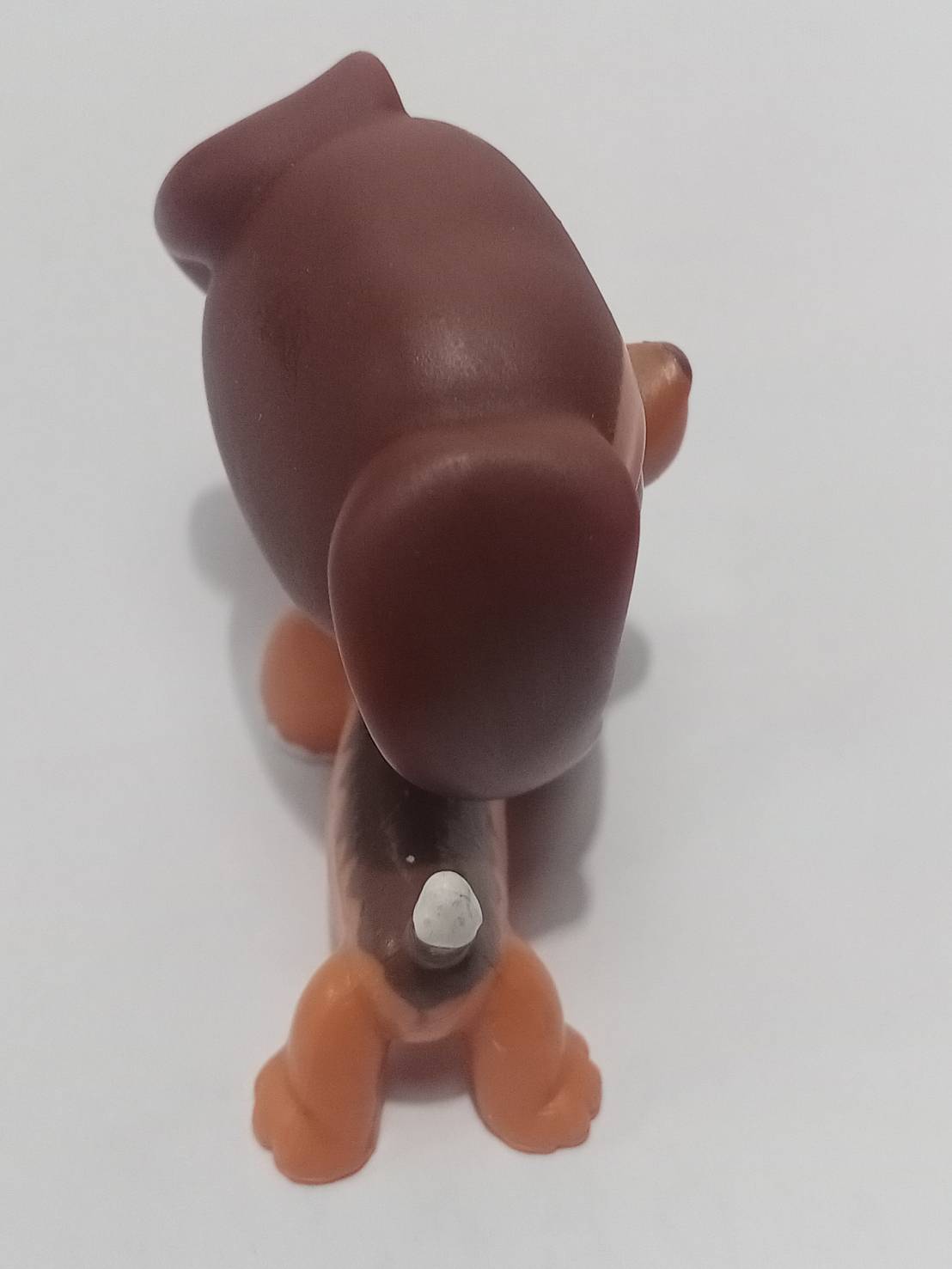 สุนัขดัชชุนด์ สีน้ำตาลแดงทูโทน ตาสีเขียว