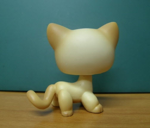 แมว Short Hair สีเหลืองครีม-แทน ตาสีฟ้า