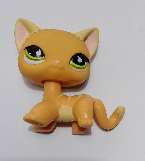 แมว Short Hair สีส้ม ตาแซมเขียว