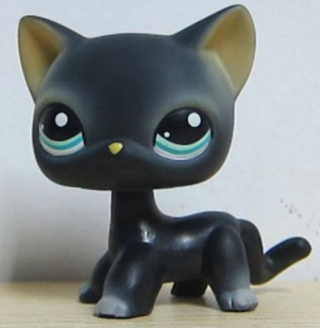 แมวสยาม (Siamese cat) สีเทา-ดำ ตาสีดำแซมฟ้า (หายาก)