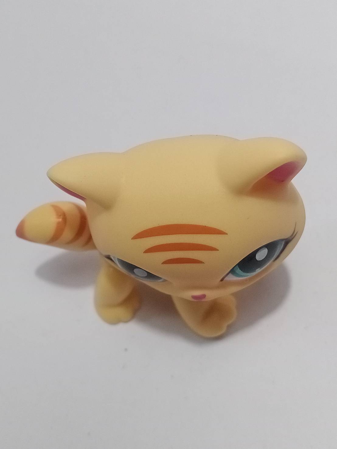 แมว Maine Coon สีน้ำตาล ตาสีฟ้า