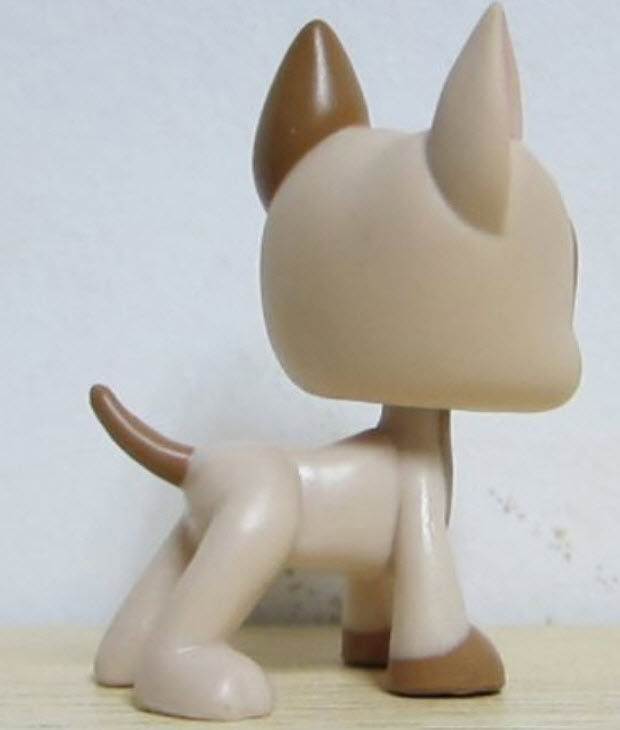 สุนัขเกรทเด้นท์ (Great Dane) สีน้ำตาลทูโทน ตาสีฟ้า