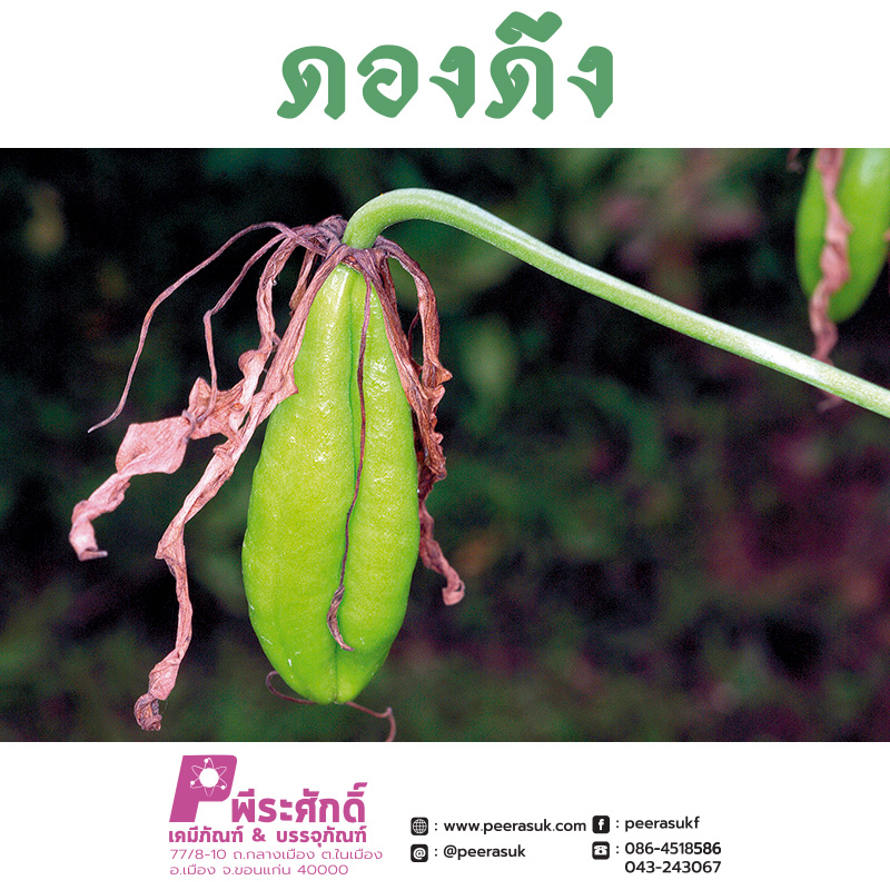 ดองดึง ชนิดแห้ง