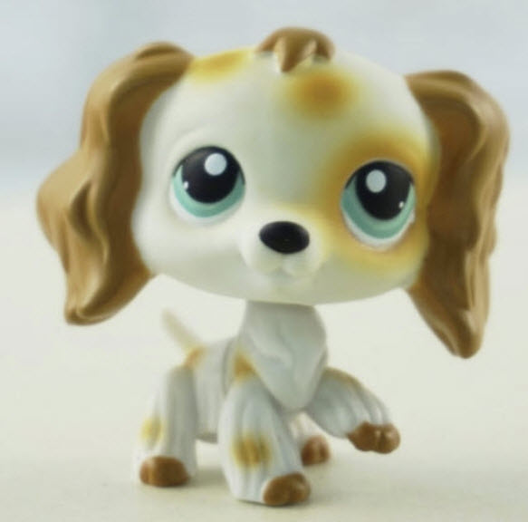 สุนัข Cocker Spaniel #344 สีน้ำตาล-ขาว ตาสีเขียว