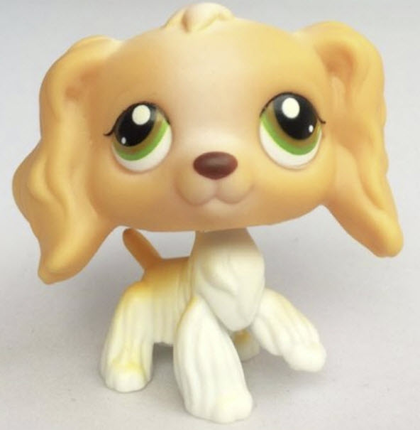 สุนัข Cocker Spaniel สีแทน-ครีม ตาสีเขียว #79