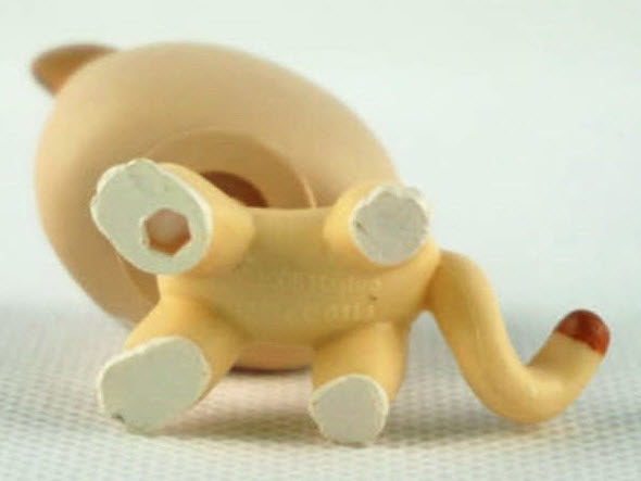 แมว Short hair สีแทน ตาสีเขียว #852