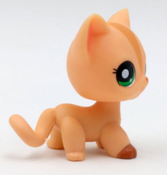 แมว Short hair สีส้ม ตาดำแซมเขียว