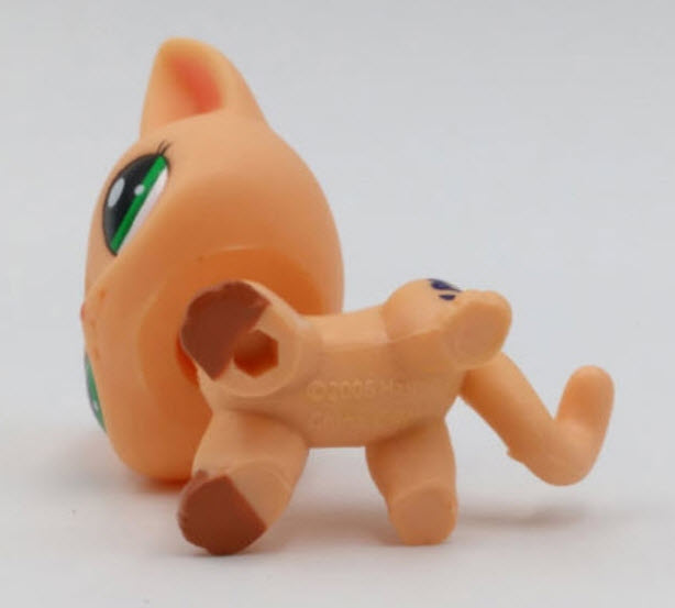 แมว Short hair สีส้ม ตาดำแซมเขียว