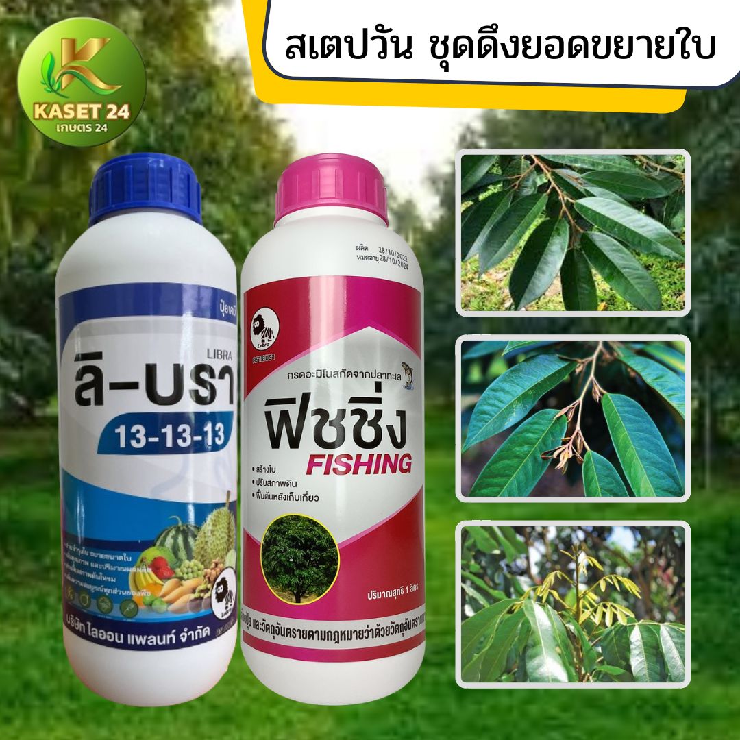 สเต็บวัน ดึงยอด ขยายใบ ชุดดึงใบ เร่งการแตกใบอ่อน ฟื้นฟูต้นหลังการเก็บเกี่ยว