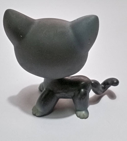 แมวสยาม (Siamese cat) สีเทา-ดำ ตาสีดำแซมฟ้า (หายาก)