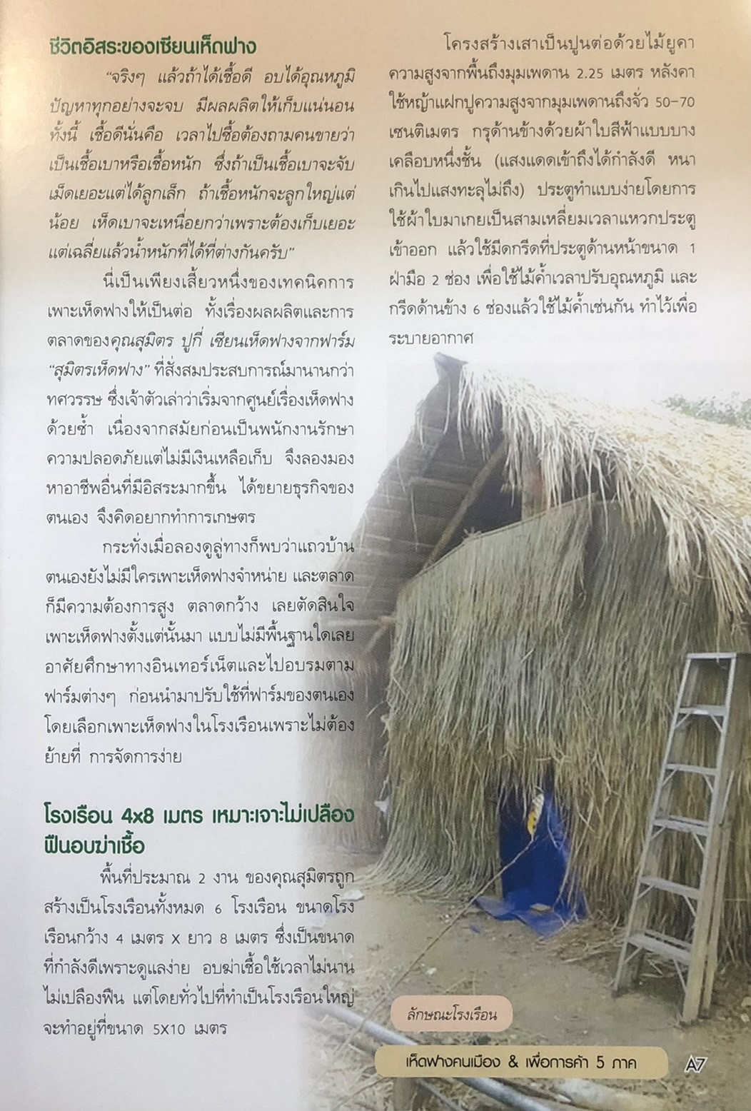 แบบอย่างและแนวทางการเพาะปลูก เห็ดฟางคนเมือง & เพื่อการค้า 5 ภาค
