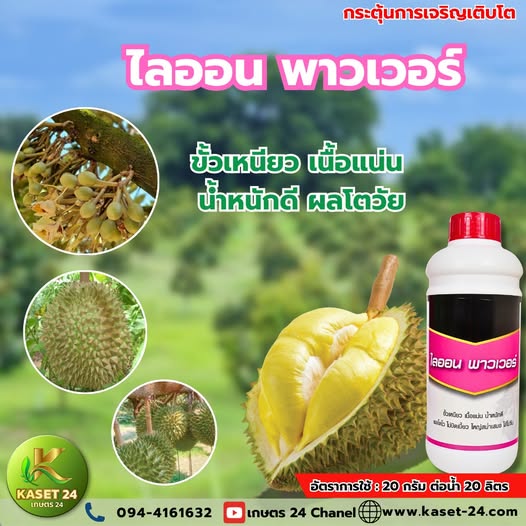 ไลออน พาวเวอร์ ขั้วเหนียว ดอกติดแน่น ผลไม่แตก