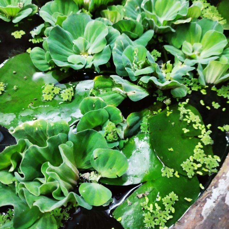 จอกกุหลาบ คละไซส์ 5 ดอก