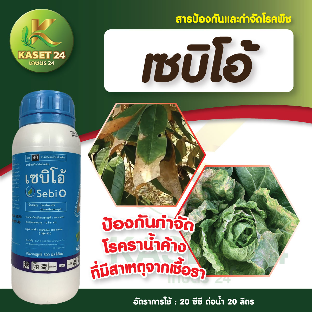 ยากำจัดเชื้อรา เซบิโอ ไดเมโทมอร์ฟ สารเดียวกับ ฟอรัม กำจัดราน้ำค้าง ใบไหม้ ใบลาย ไฟทอปธอร่า ราสีชมพู (ขนาด 500 ซีซี) ส่งฟรีเก็บเงินปลายทาง (ไม่บวกเพิ่ม)