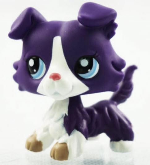 สุนัข Collie สีม่วงเข้ม ตาสีฟ้า # 1676