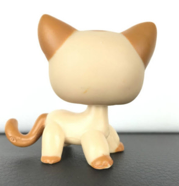 แมว Short Hair สีน้ำตาล ตาสีฟ้า