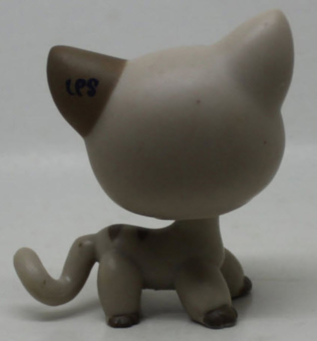 แมว Short hair สีเทา ตาสีฟ้า (aqua)