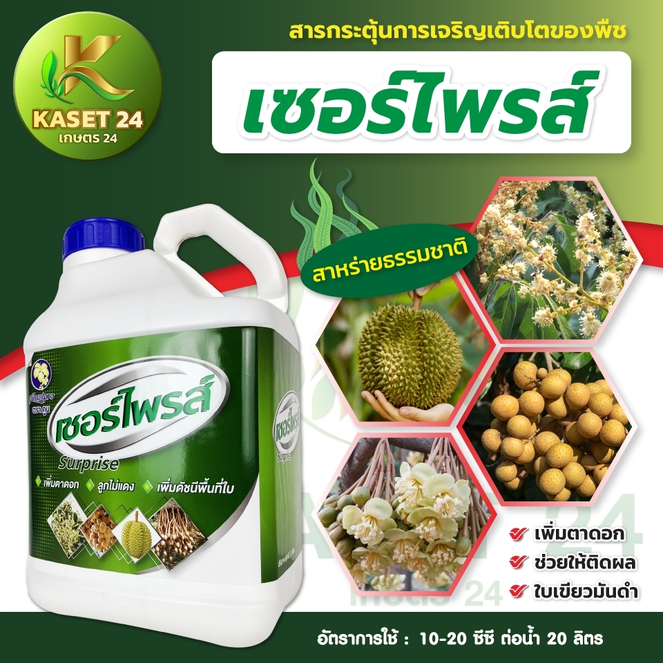 เซอร์ไพร์ส แกลลอน