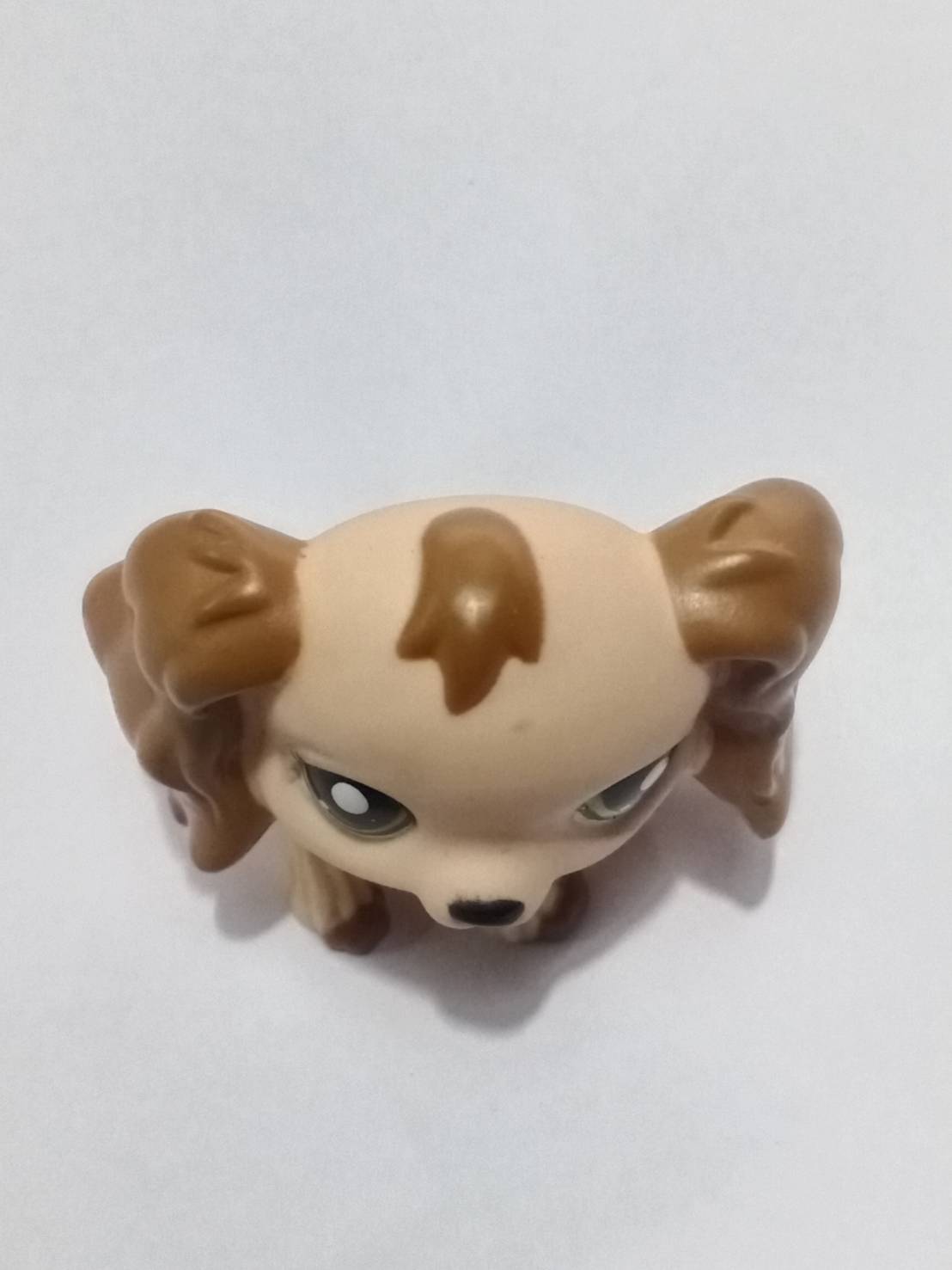 สุนัข Cocker Spaniel สีน้ำตาล ทูโทน ตาสีเขียว #1163