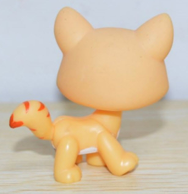 แมว Maine Coon สีน้ำตาล ตาสีฟ้า