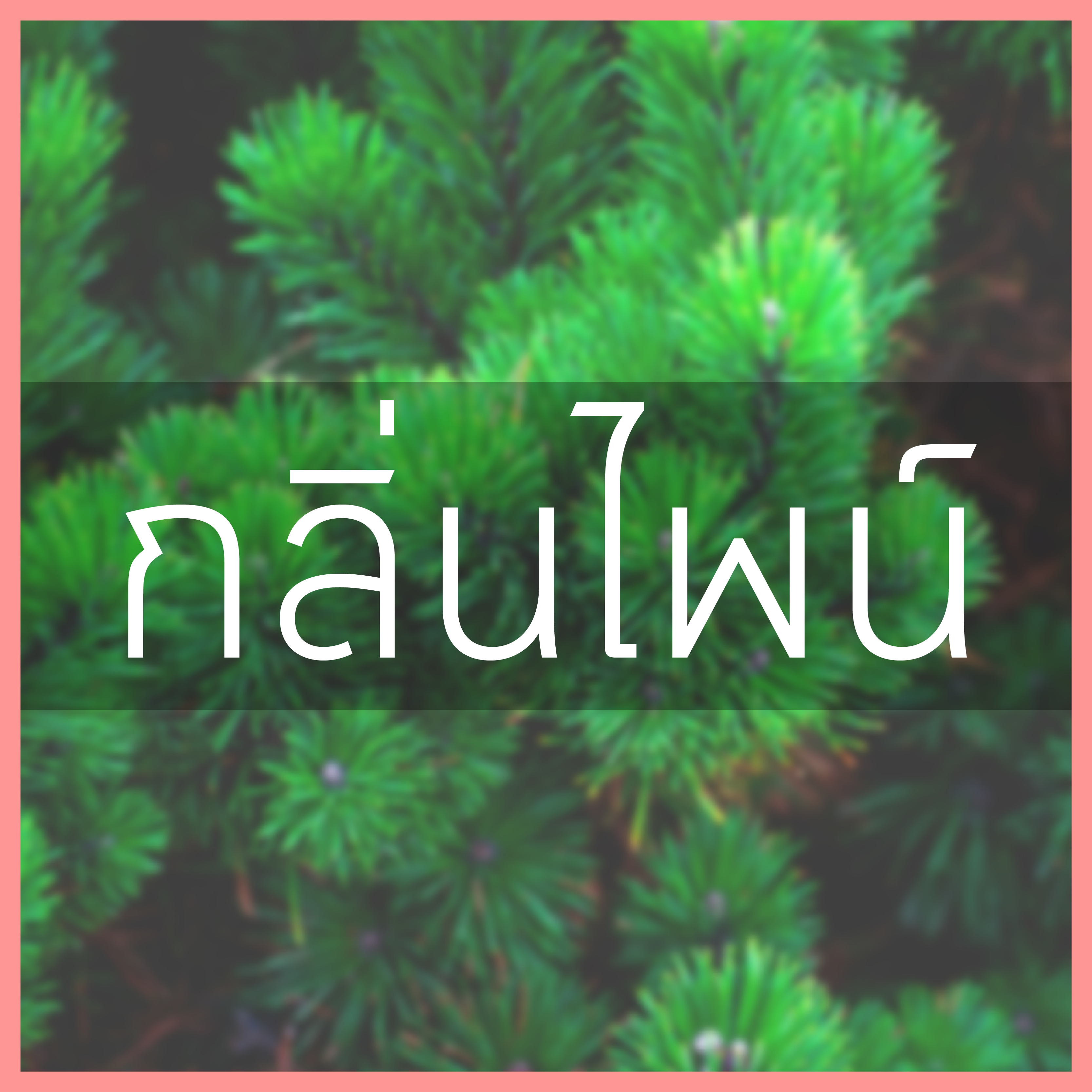 # น้ำหอมกลิ่นไพน์ (กลิ่นต้นสน)