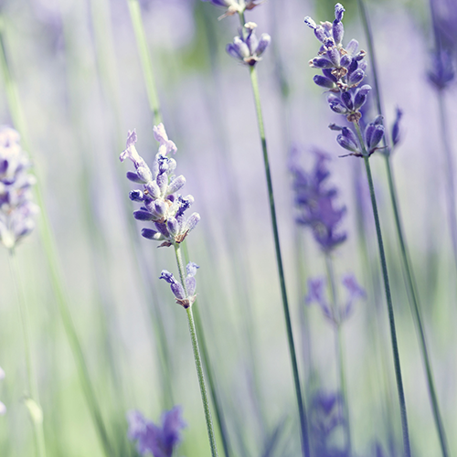 2.5 oz. Wax Melt Lavender Vanilla