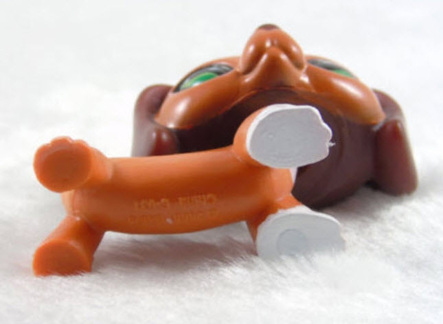 สุนัขดัชชุนด์ สีน้ำตาลแดงทูโทน ตาสีเขียว