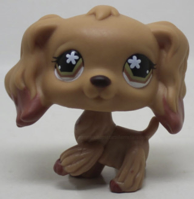สุนัข Cocker Spaniel สีน้ำตาลเข้ม ตาสีน้ำตาล ตาดอกไม้ # 716