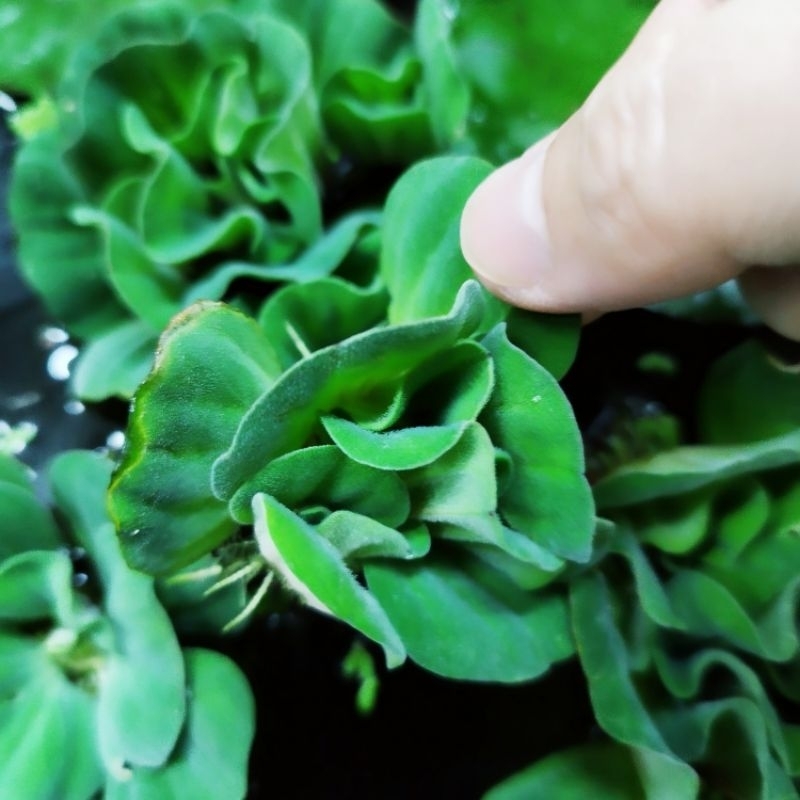 จอกกุหลาบ คละไซส์ 5 ดอก