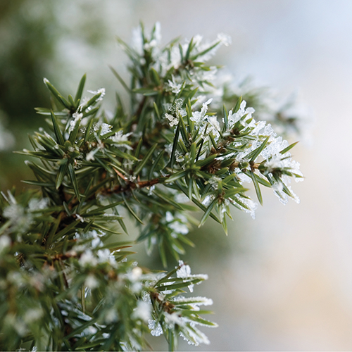 2.5oz Wax Melt Balsam Fir