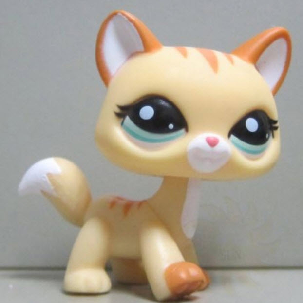 แมว Maine Coon สีน้ำตาล ตาสีฟ้า