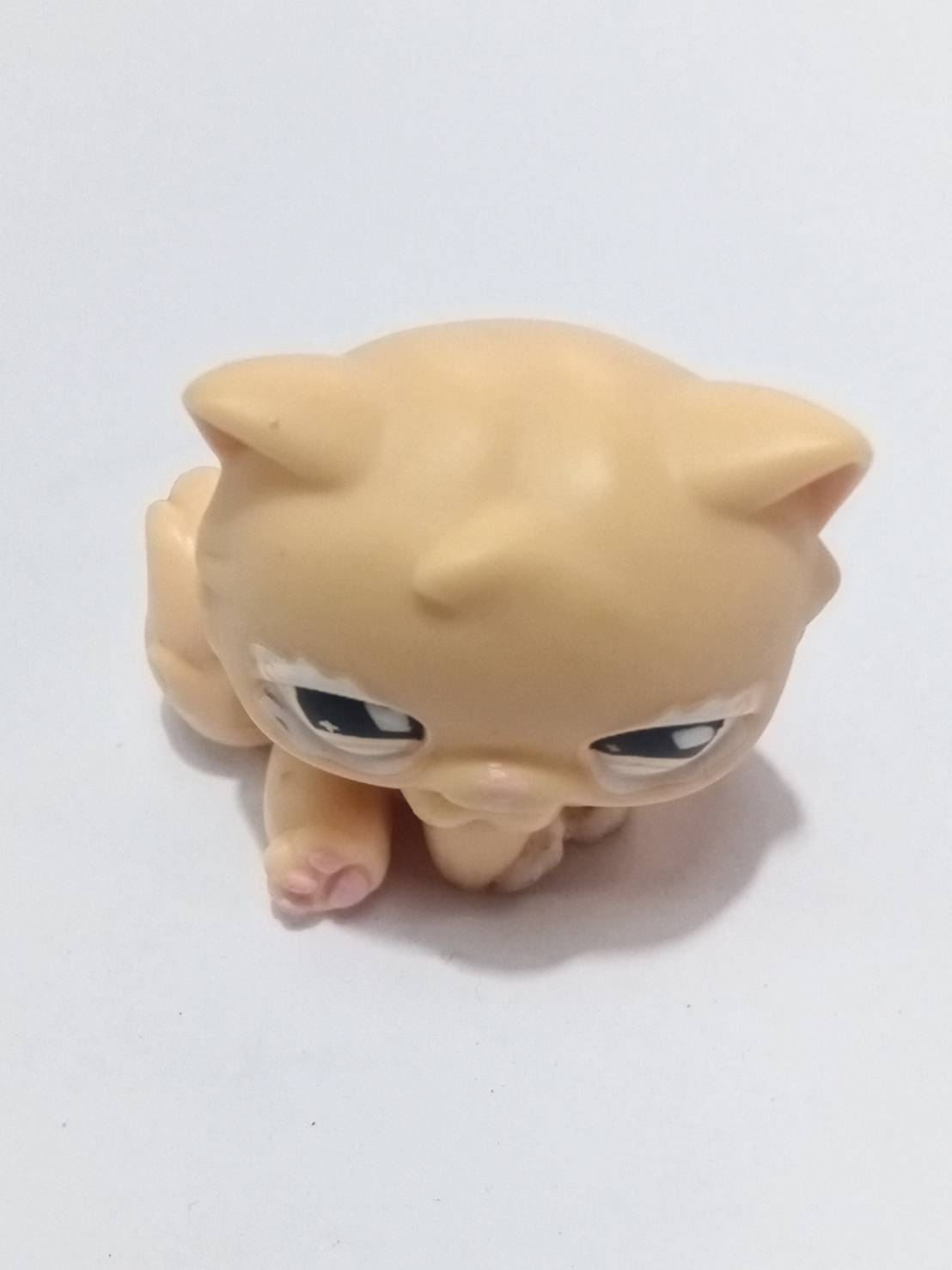 แมวเปอเซีย (Persian cat) สีส้ม แต่งตาวิงค์ (หายากมาก)