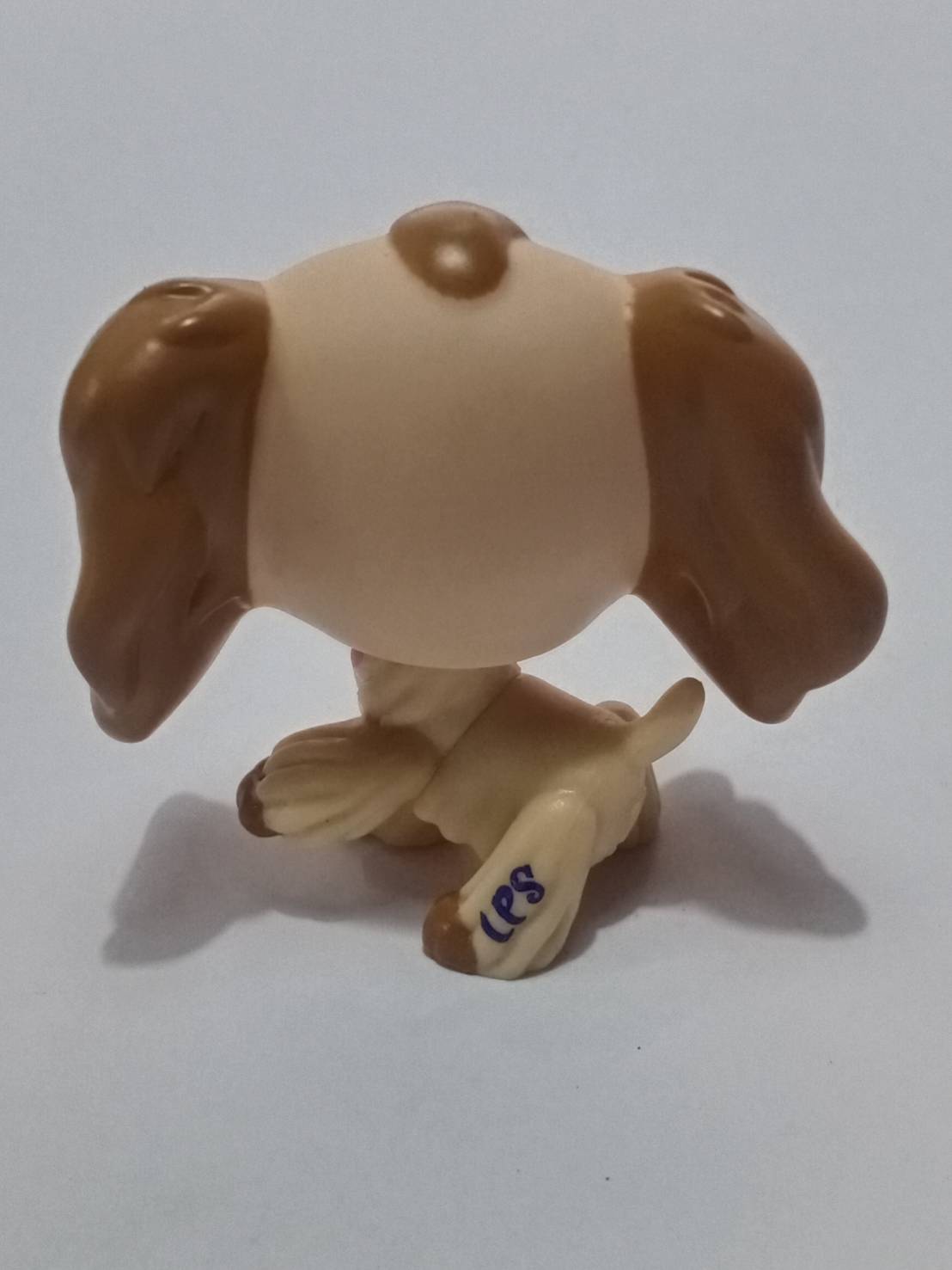 สุนัข Cocker Spaniel สีน้ำตาล ทูโทน ตาสีเขียว #1163