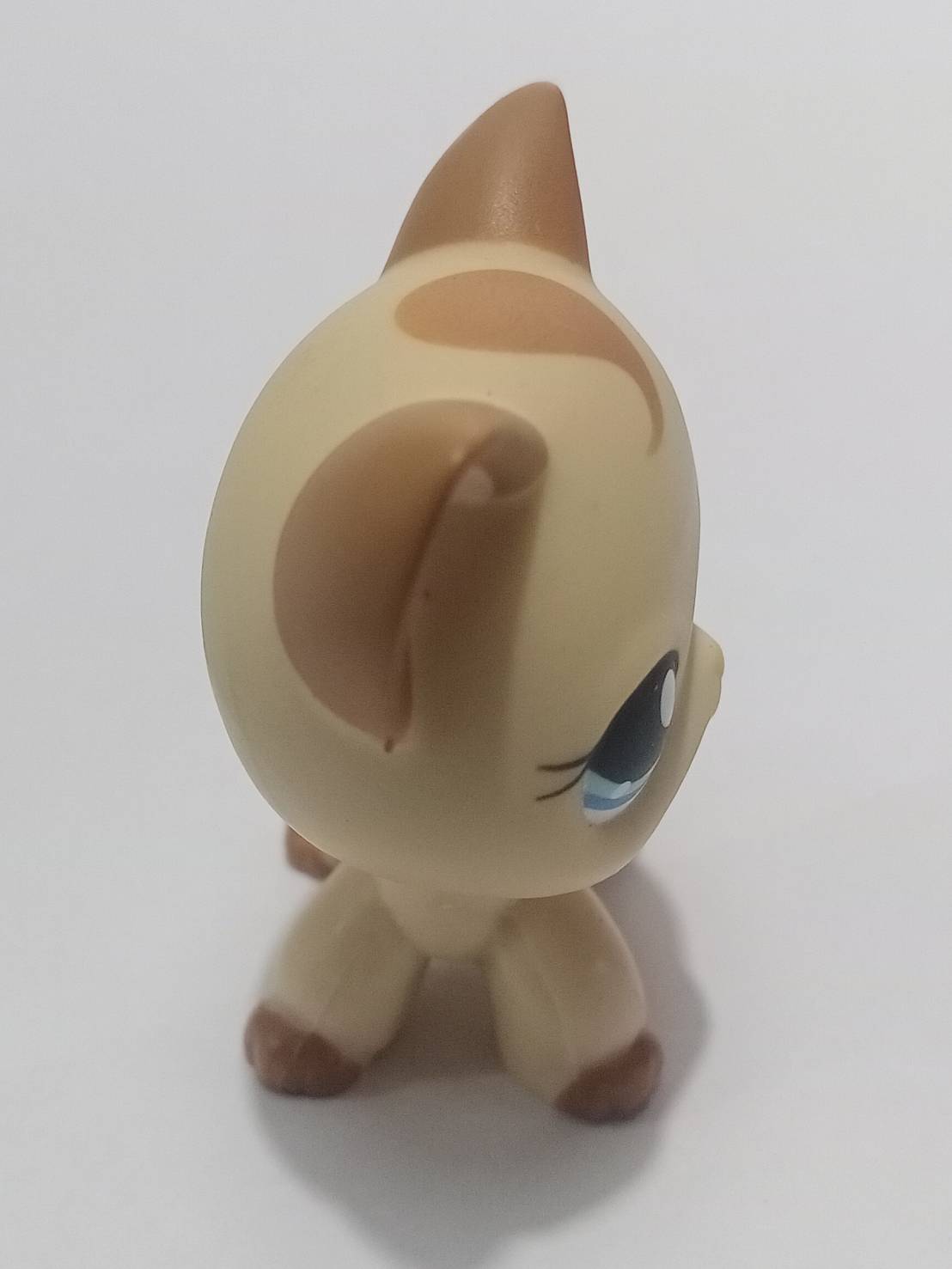 แมว Short Hair สีน้ำตาล ตาสีฟ้า