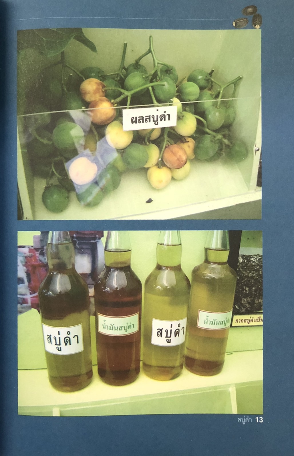 สบู่ดำ ปั๊มน้ำมันในชุมชน พลังงานใหม่ช่วยชาติ