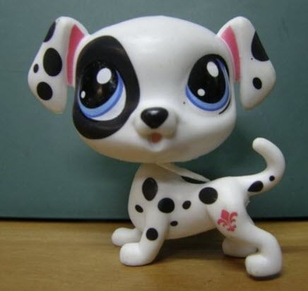สุนัข Dotsy Davison Dalmatian สีขาวลายจุดดำ ตาสีฟ้า
