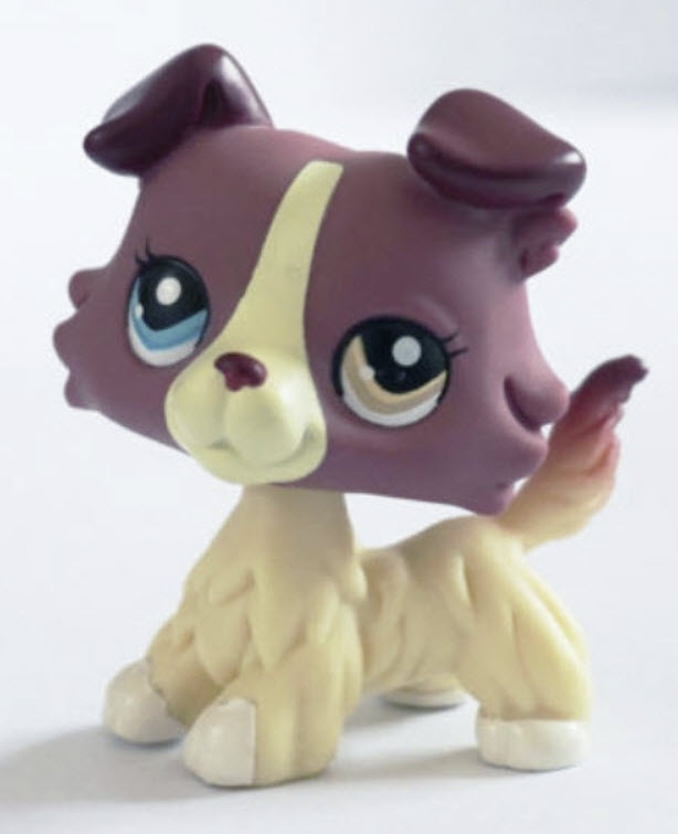 สุนัข Plum Cream Collie Dog #1262 ตัวพิเศษ (Super rare)