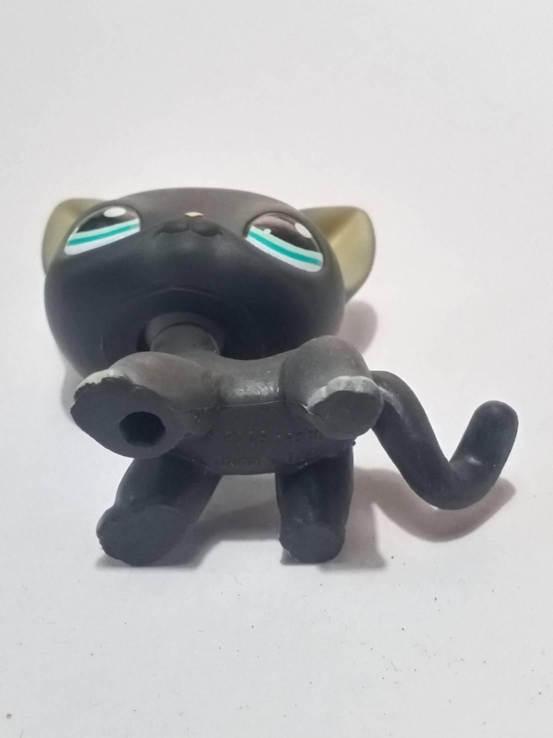 แมวสยาม (Siamese cat) สีเทา-ดำ ตาสีดำแซมฟ้า (หายาก)