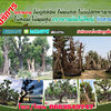 ร้านไม้ล้อมจัดสวน โทร 065-3549747 แต่งสวน จัดสวน บ้านและสวน บริการขุด ล้อม ย้าย ตั้งค้ำต้นไม้ล้ม