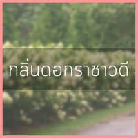 น้ำหอมกลิ่นราชาวดี ปริมาณ 400 ml.