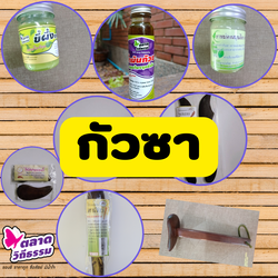 ไม้กัวซา ใช้เพื่อการขูดพิษ ขูดลม เทคนิคข้อที่ 2 ของแพทย์วิถีธรรม