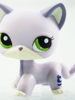 แมว Short Hair สีม่วงอ่อน ตาสีเขียว