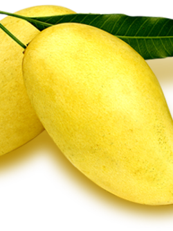 Dehydrated Mango (มะม่วงอบแห้ง)