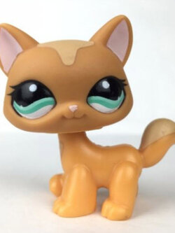 แมว Maine Coon สีน้ำตาล ตาสีฟ้า (Europe) #1100