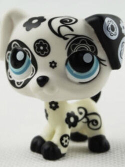 สุนัข Dalmatian สีขาว-ดำ ตาสีฟ้า ลำตัวสกรีนลาย