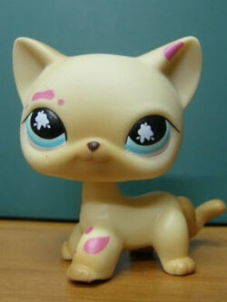 แมว Short Hair สีเหลืองครีม-แทน ตาสีฟ้า