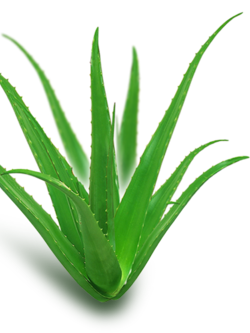 Dehydrated Aloe Vera (ว่านหางจระเข้อบแห้ง)